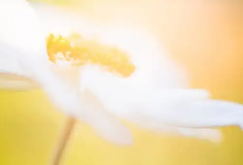 chamomile golden hour backlight close-up