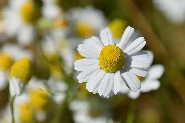 german chamomile flower head closeup