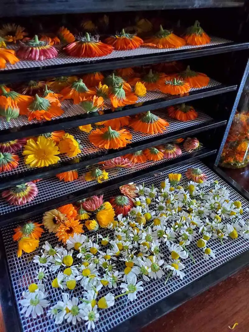 german chamomile harvest drying tray
