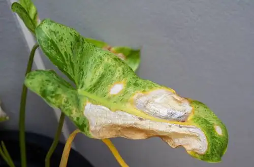 peperomia obtusifolia leaf sunburn close-up