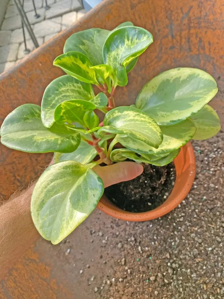 peperomia obtusifolia finger soil test