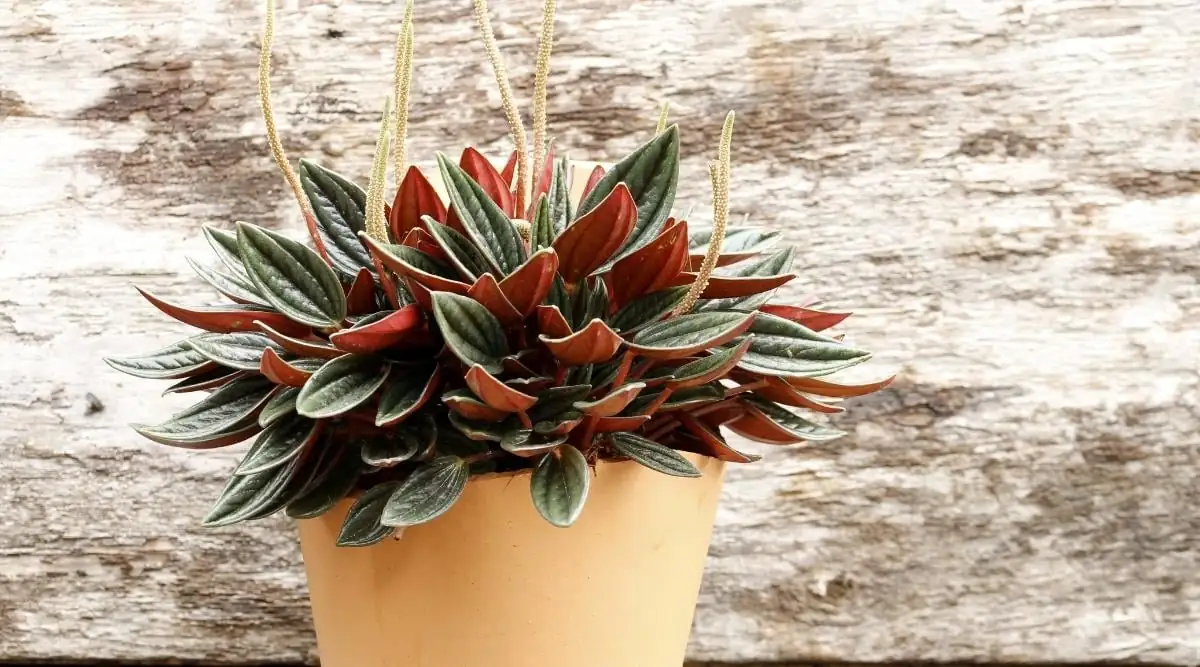 peperomia obtusifolia pests leaf underside