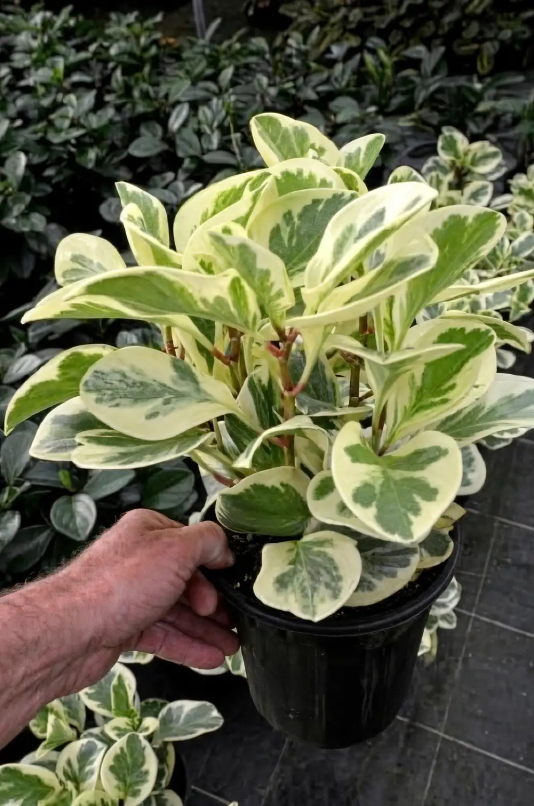 peperomia obtusifolia by radiator