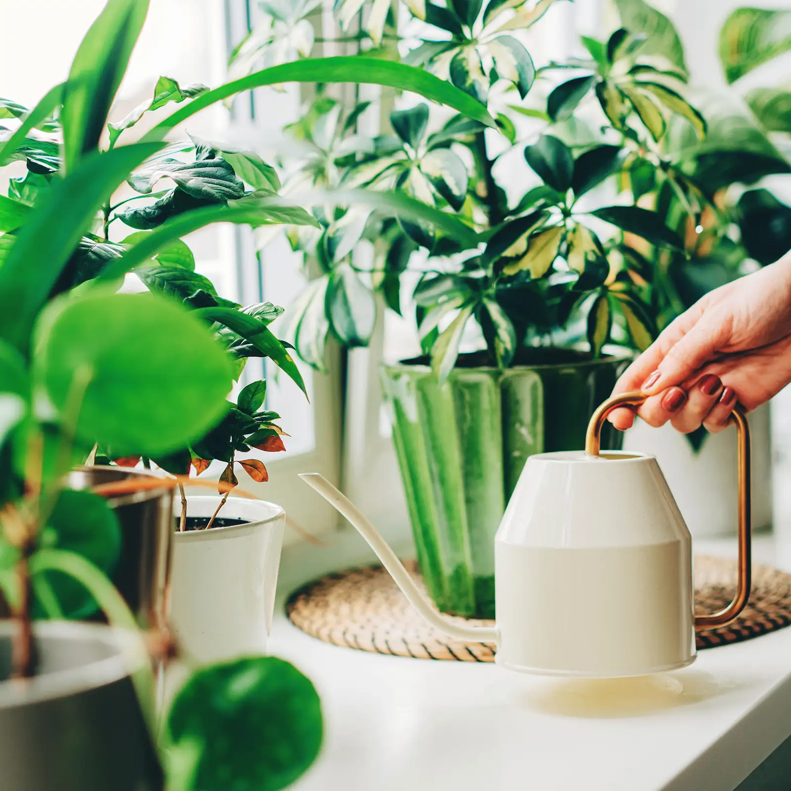 watering peperomia obtusifolia indoor