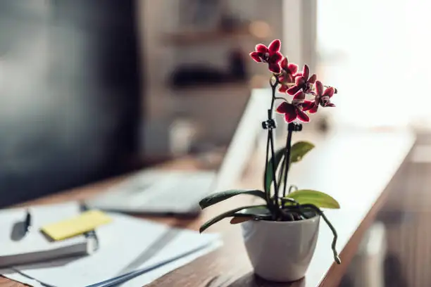 peperomia obtusifolia office desk left