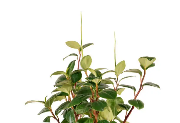 peperomia obtusifolia leaf close-up