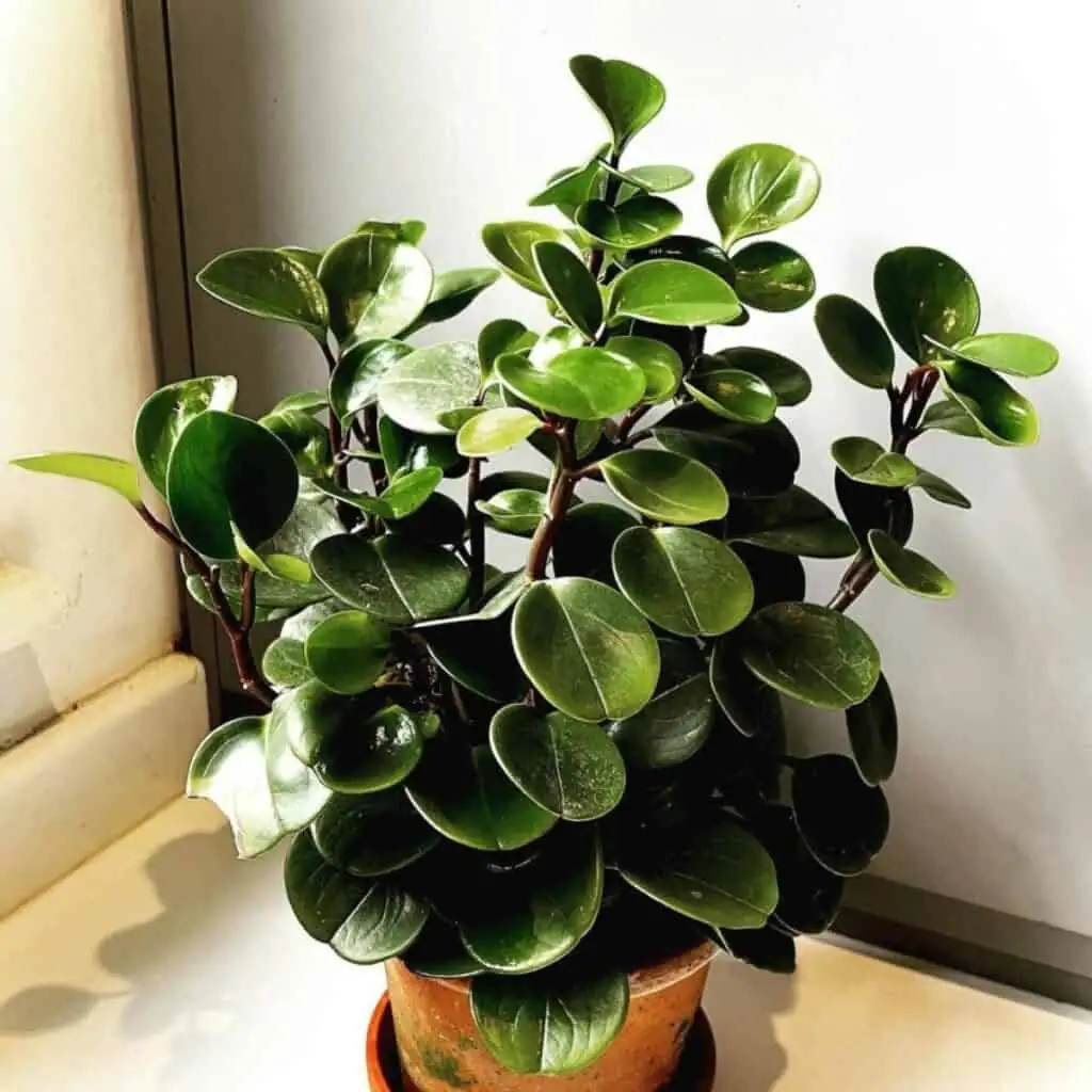 peperomia obtusifolia shaded window