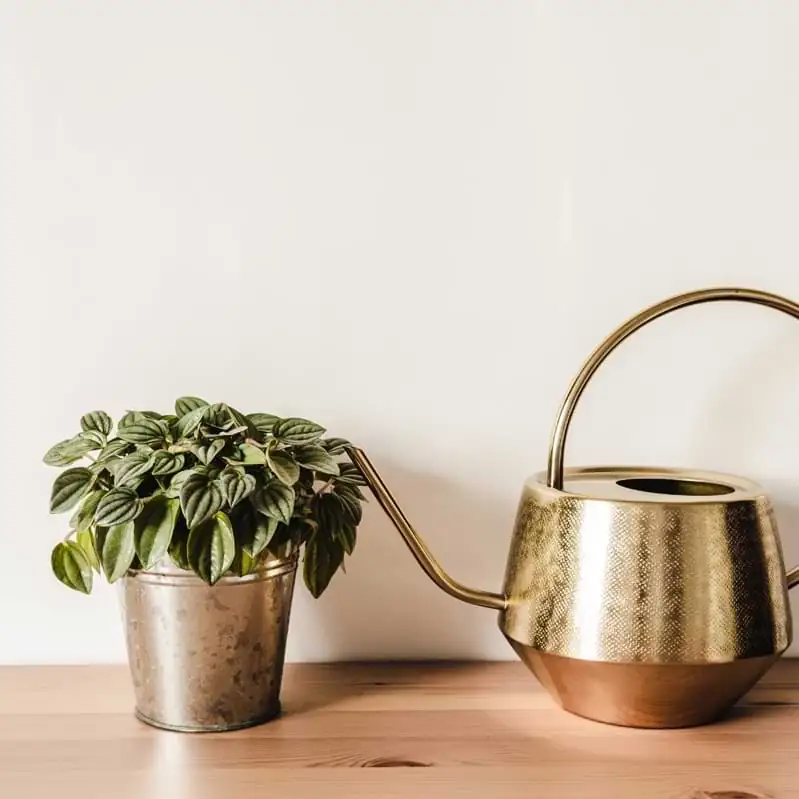 peperomia obtusifolia propagation tools flatlay