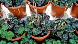 peperomia obtusifolia stem cutting 45 degree