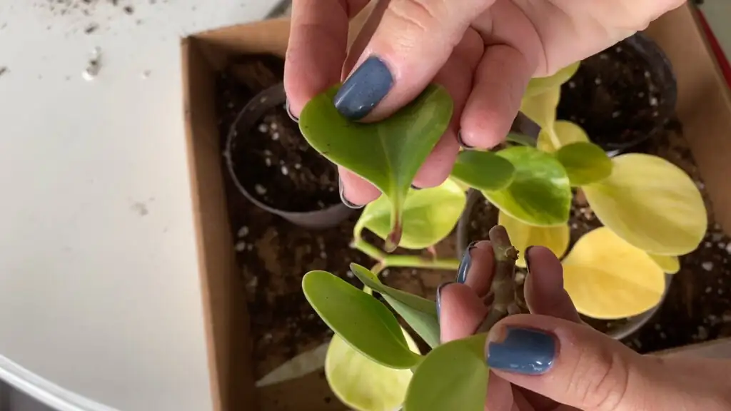 peperomia obtusifolia leaf cutting angled