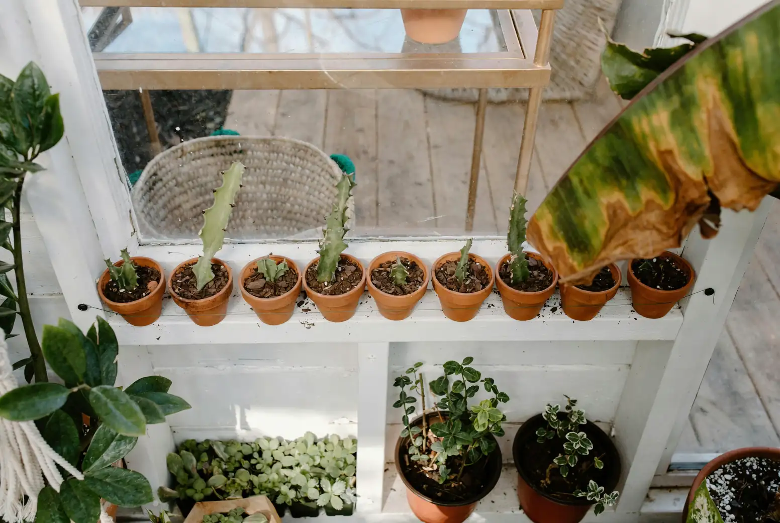 “Variegata、Marble、Ginny”傻傻分不清？圆叶椒草斑叶选购与“返绿”逆转术