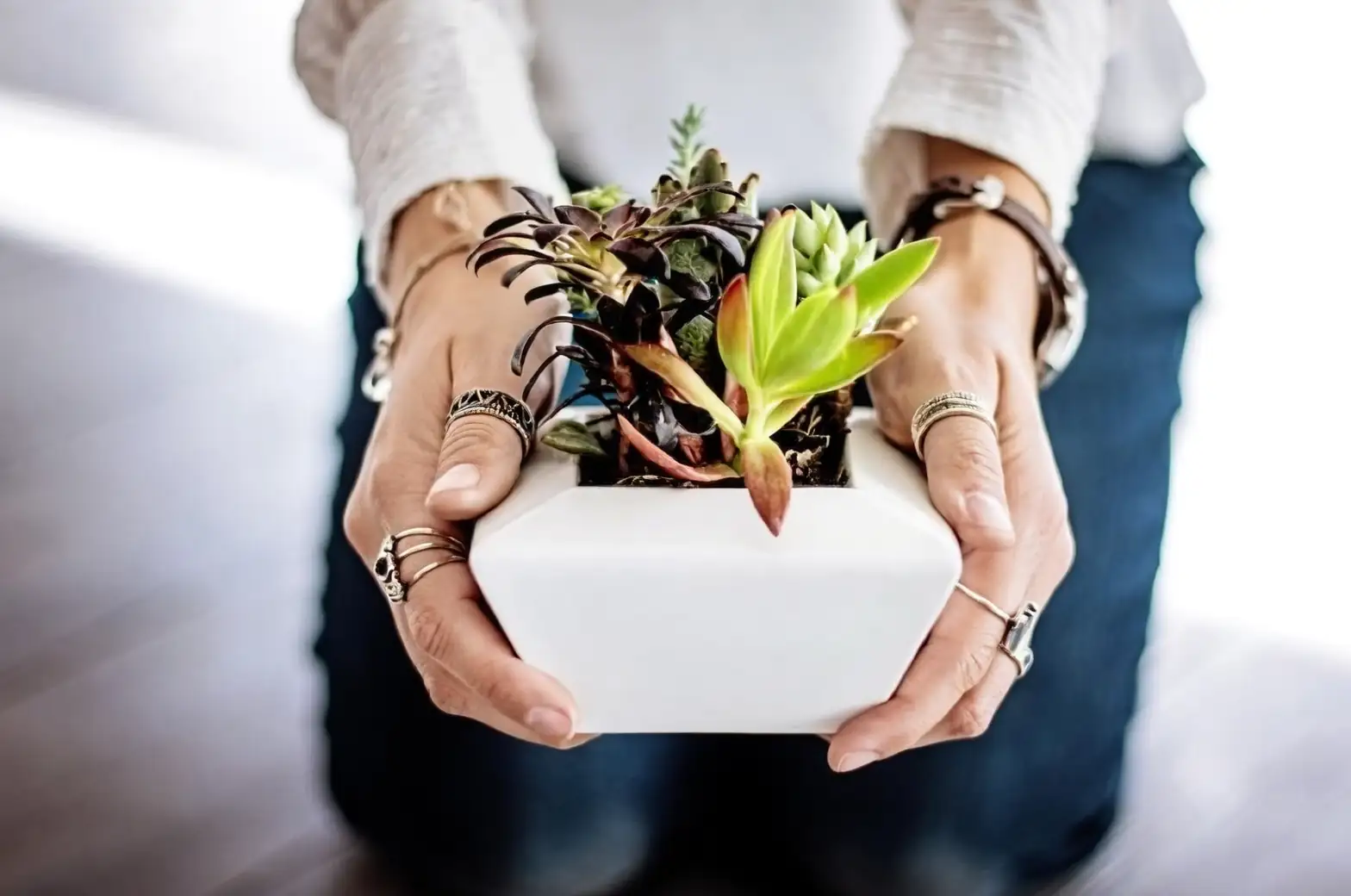 peperomia repotting small pot hands