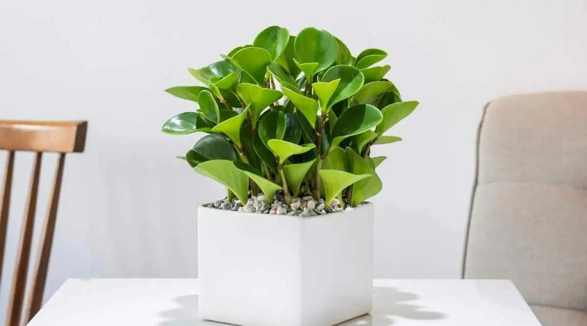 peperomia obtusifolia heavy wide pot