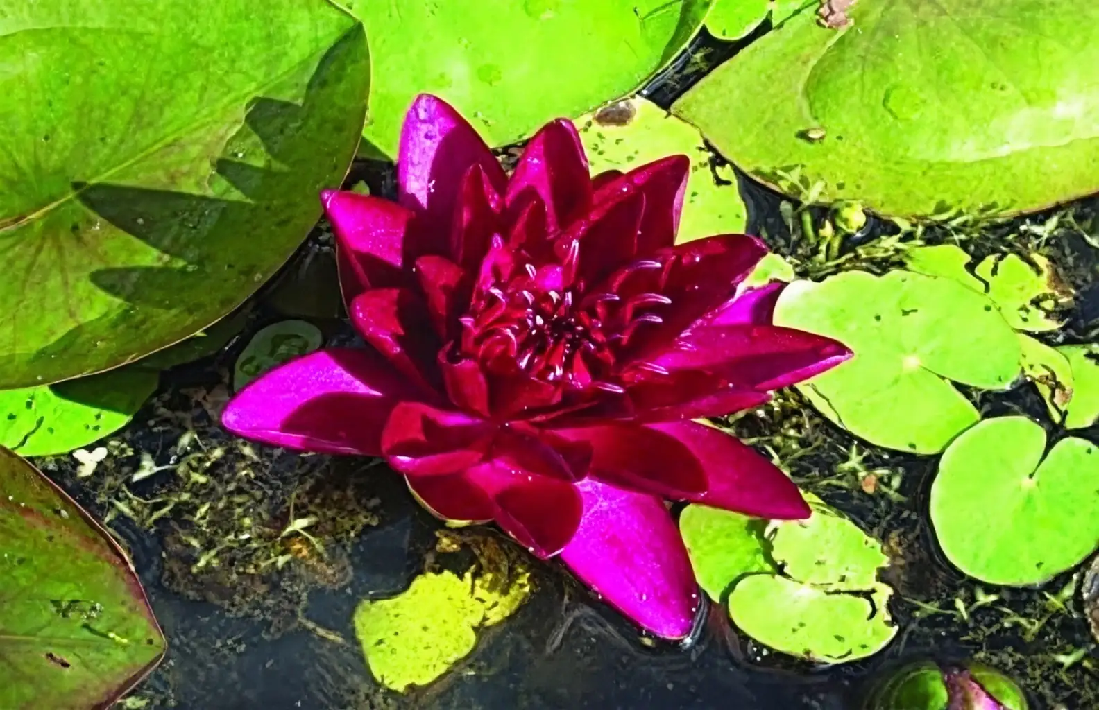 water lily full sun pond