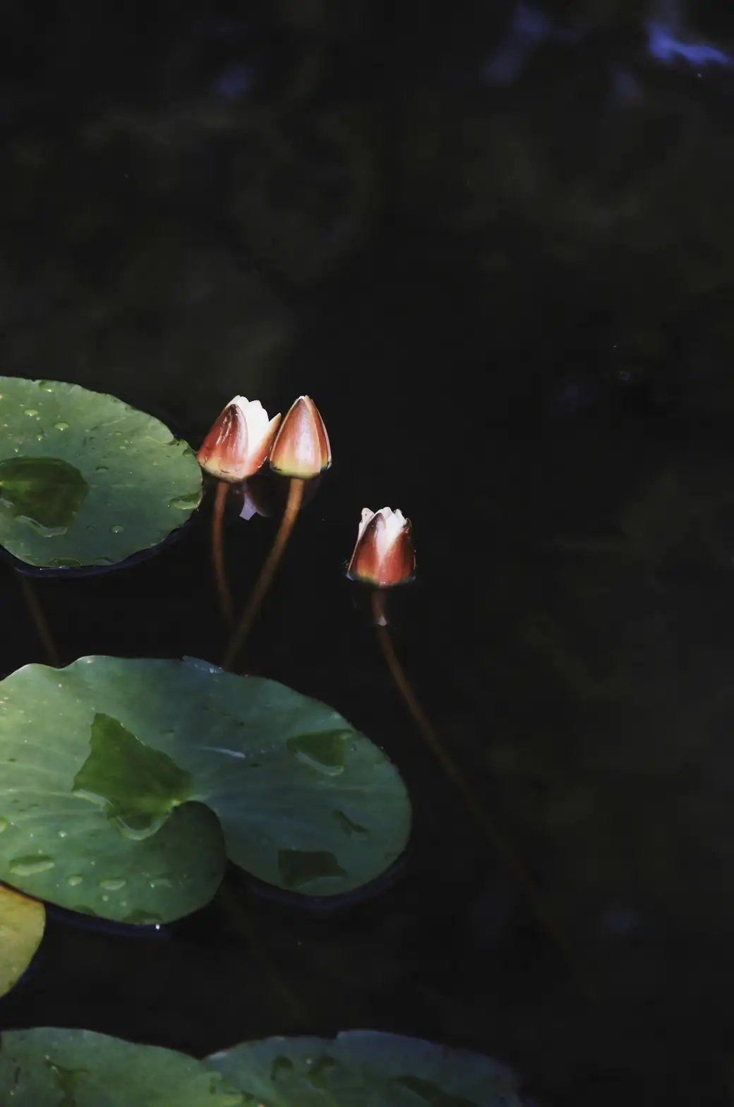 water lily pot submerged depth
