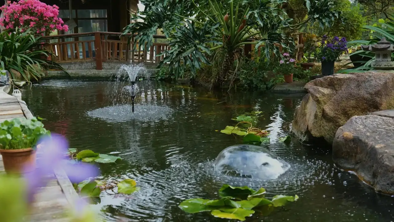 water lily container pond clear water
