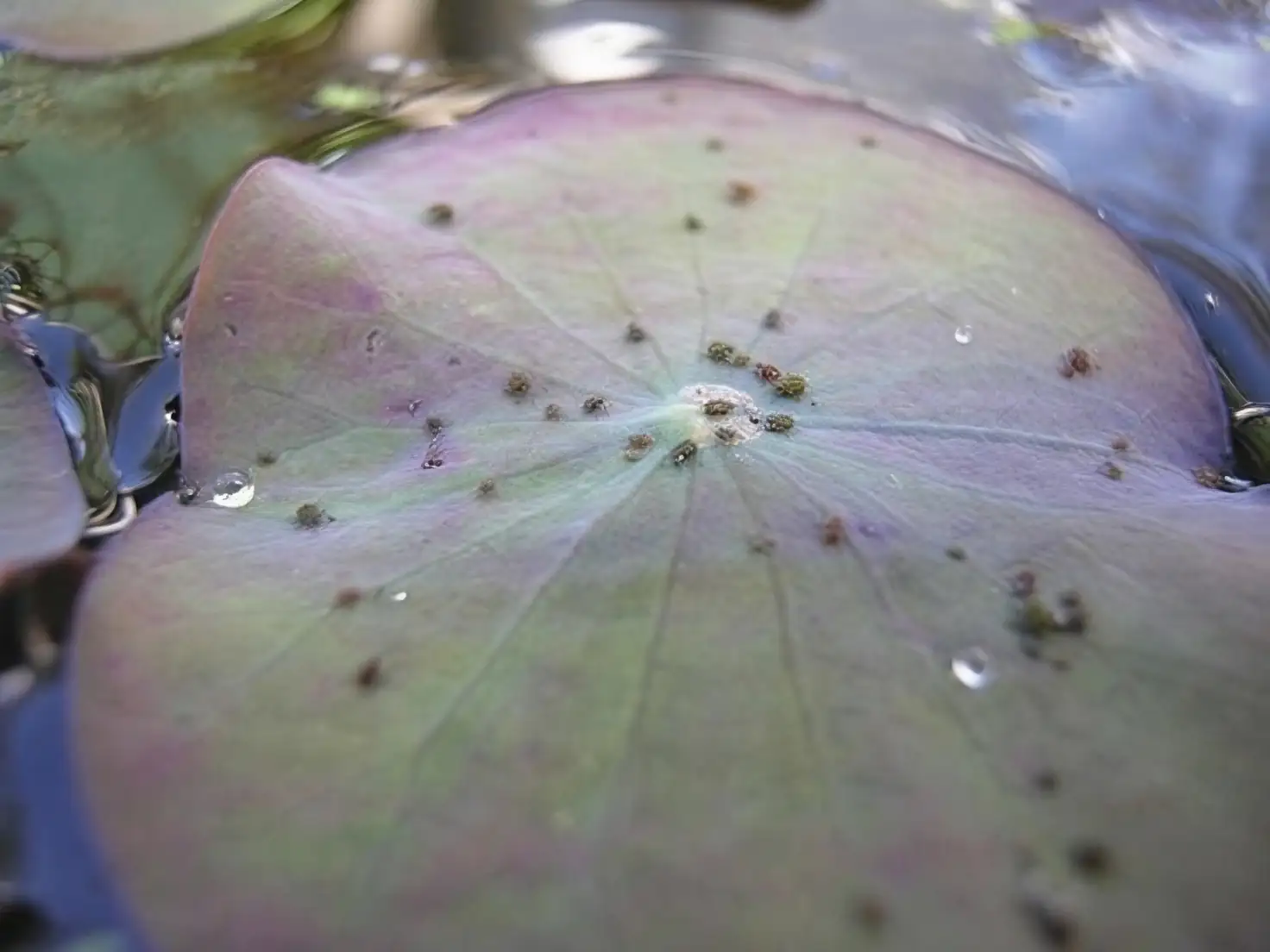 water lily bud aphids close-up