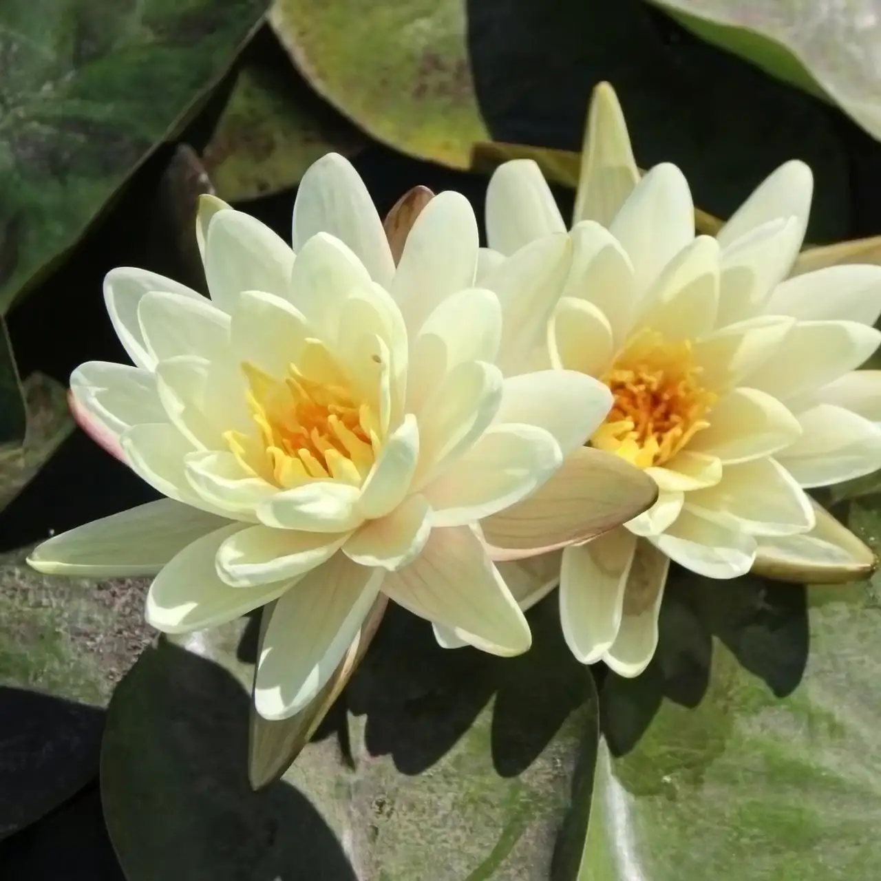 water lily rhizome crown rot cut