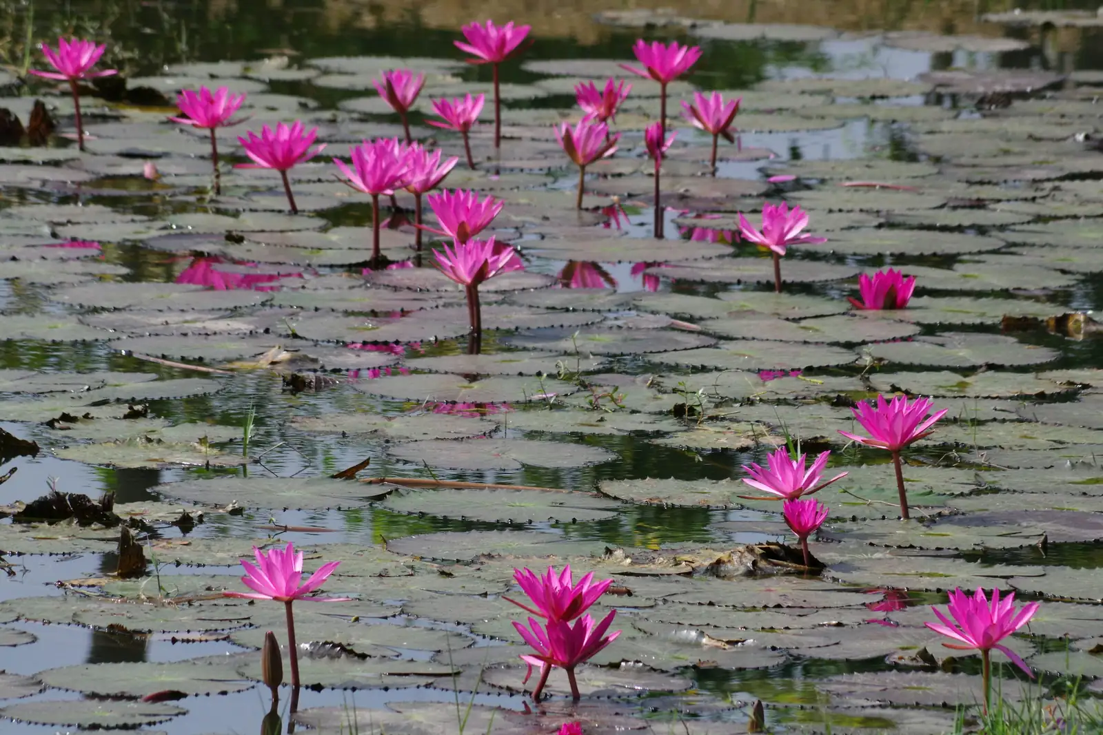 water lily protective mesh ring pond