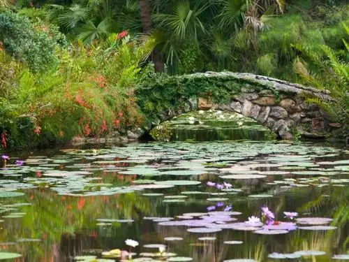 water lily Chinese garden bridge