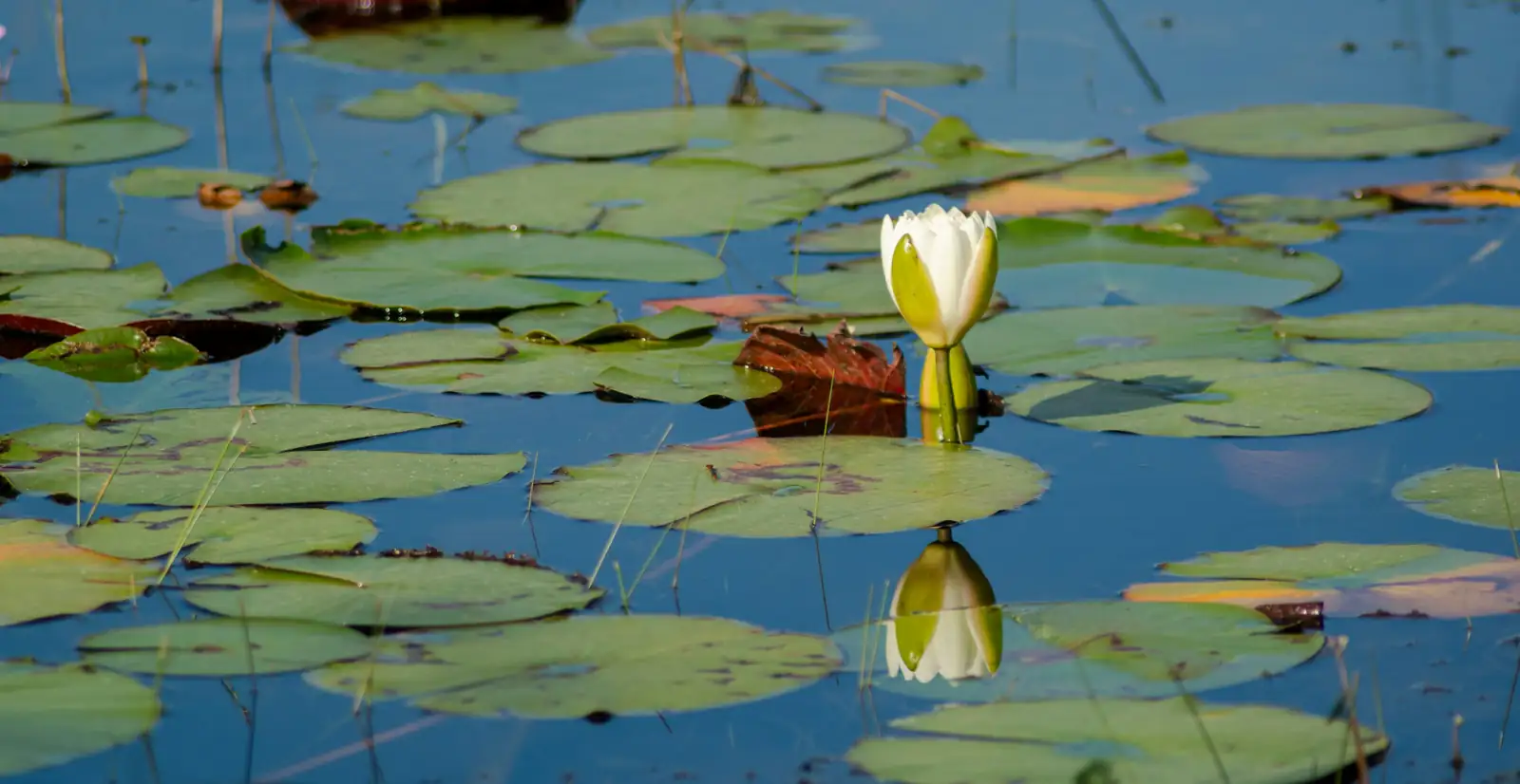 white water lily Bangladesh wetland