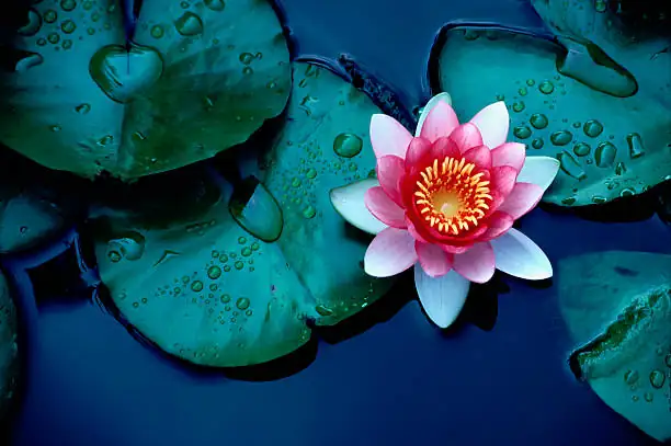 potted water lily balcony container