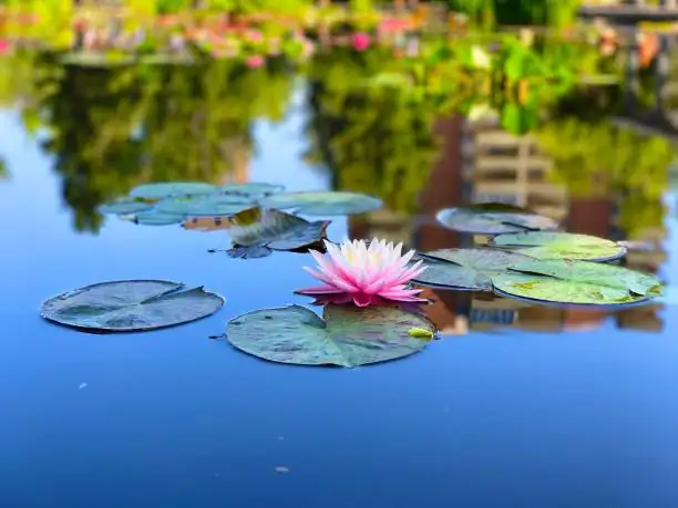 water lily day opening sequence