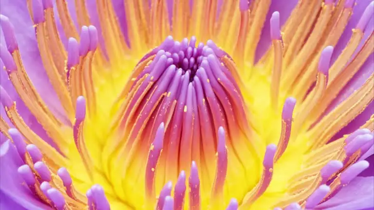 water lily bee pollination close-up