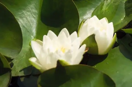 water lily bloom stages three days