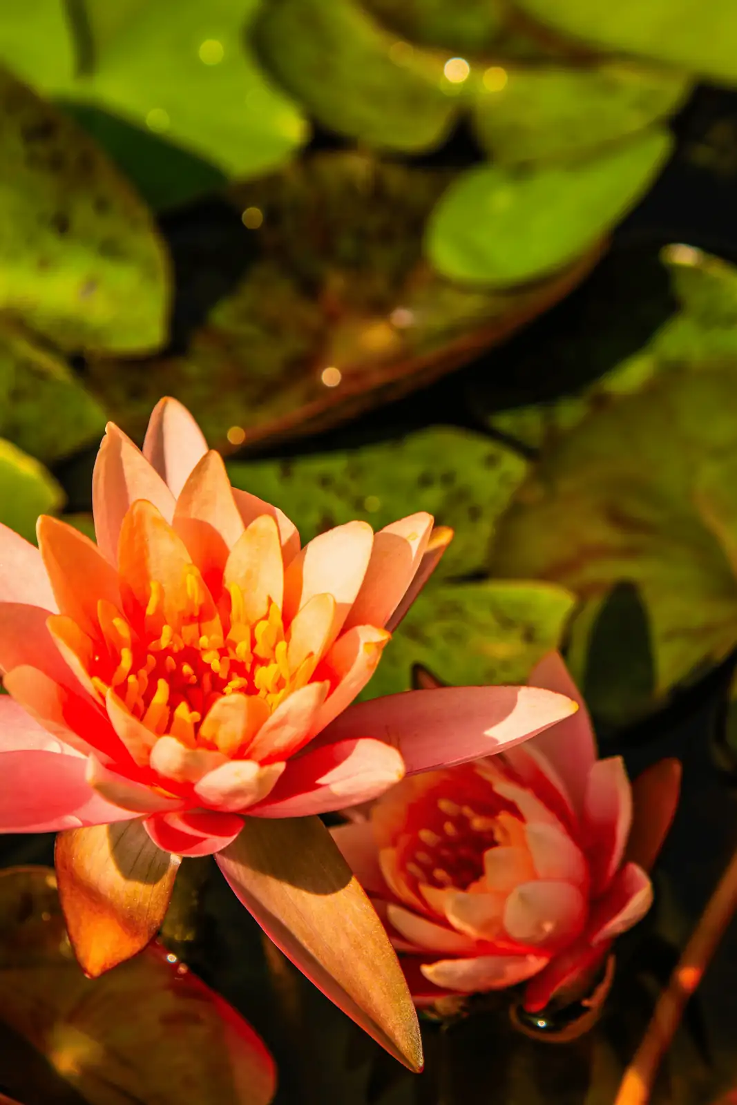 water lily leaf notch close-up