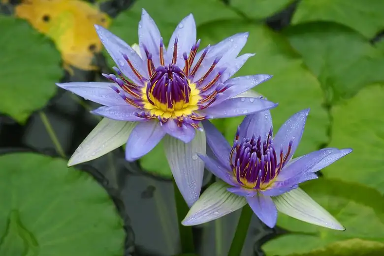 blue Egyptian water lily Nile