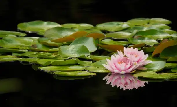 water lily and lotus side by side