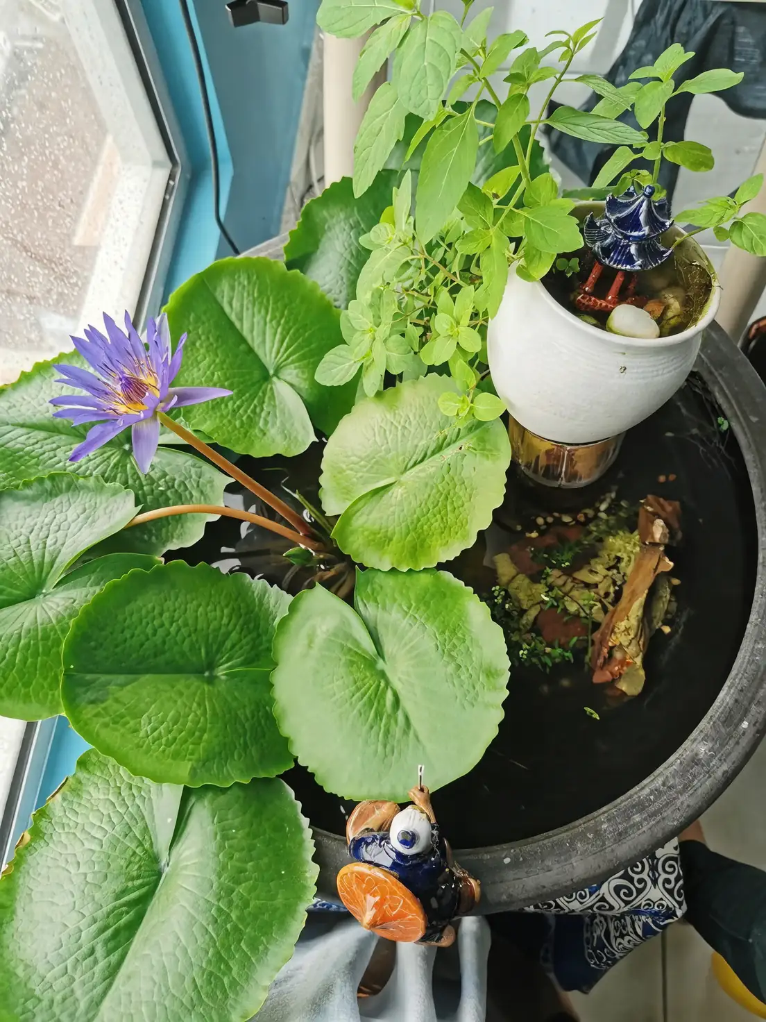 water lily container balcony garden