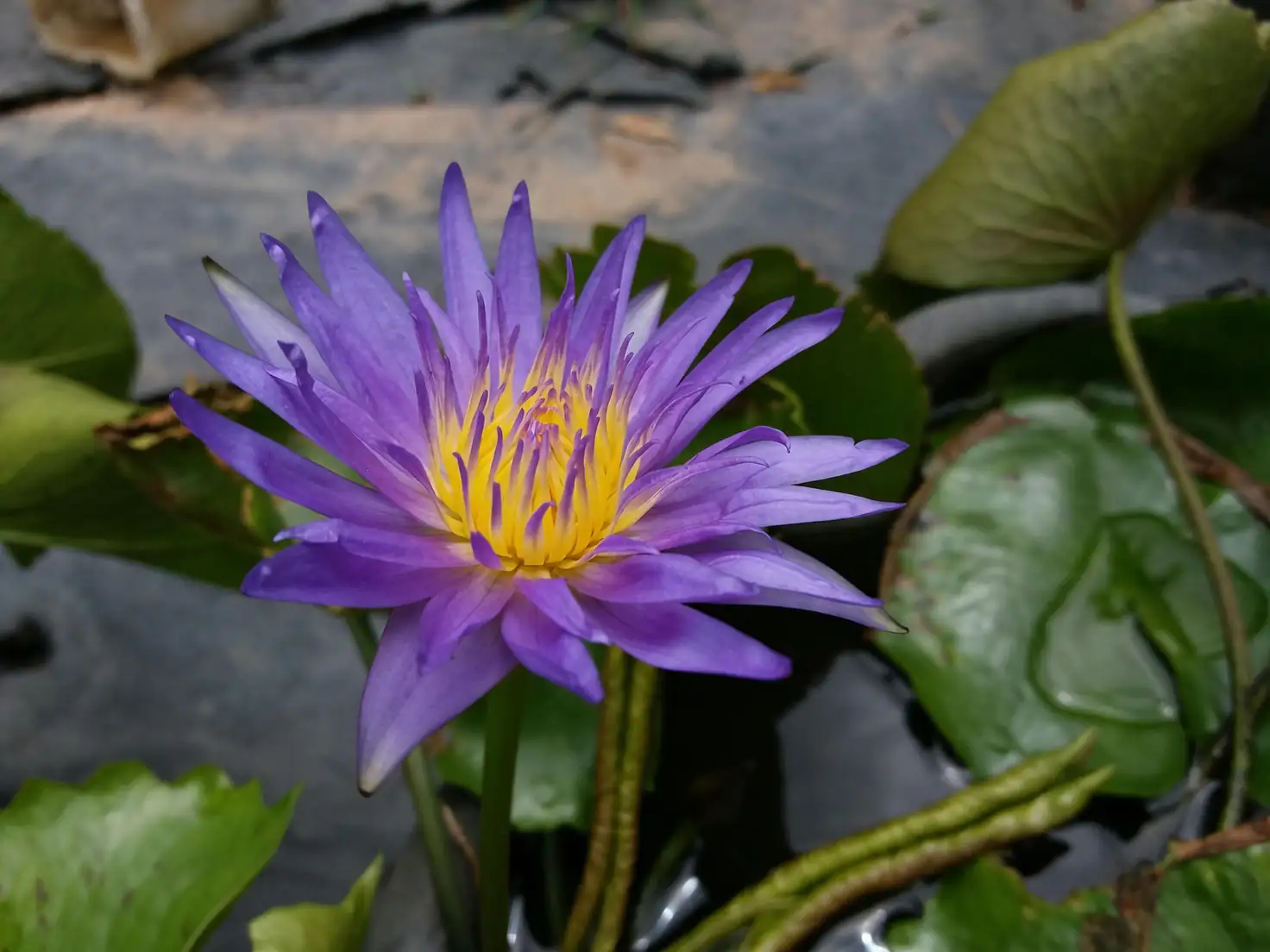 water lily rhizome and tuber close-up