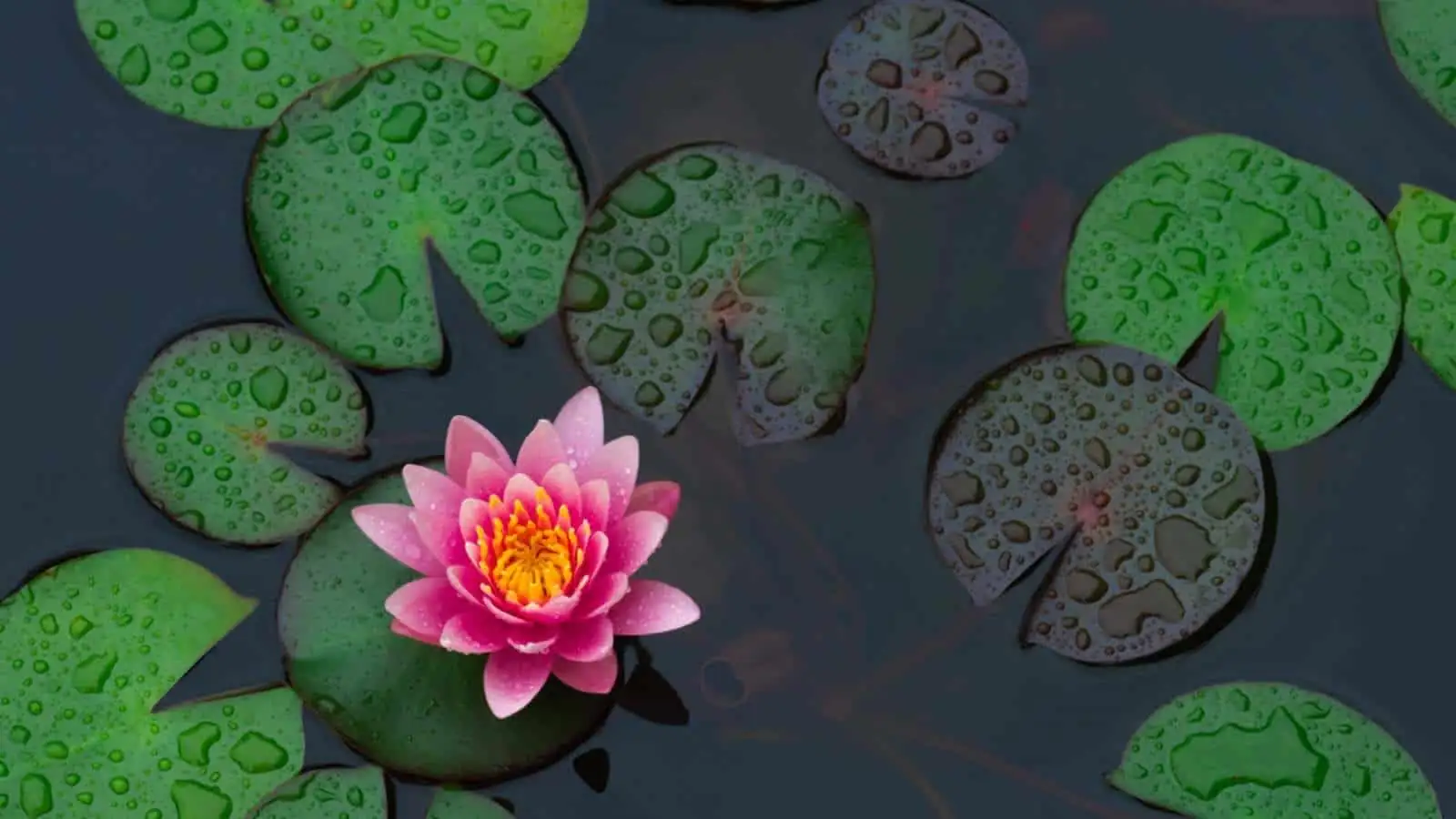 water lily rhizome planting angle