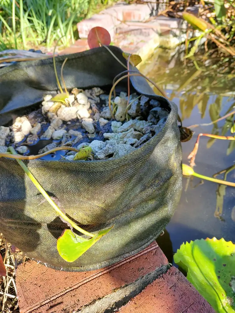 tropical water lily seedlings shallow tray