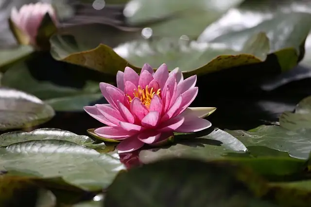 water lily flower close-up sunlight