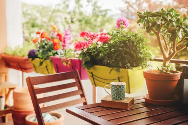 water lily balcony container pot