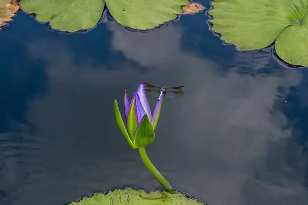 dragonfly on water lily bud