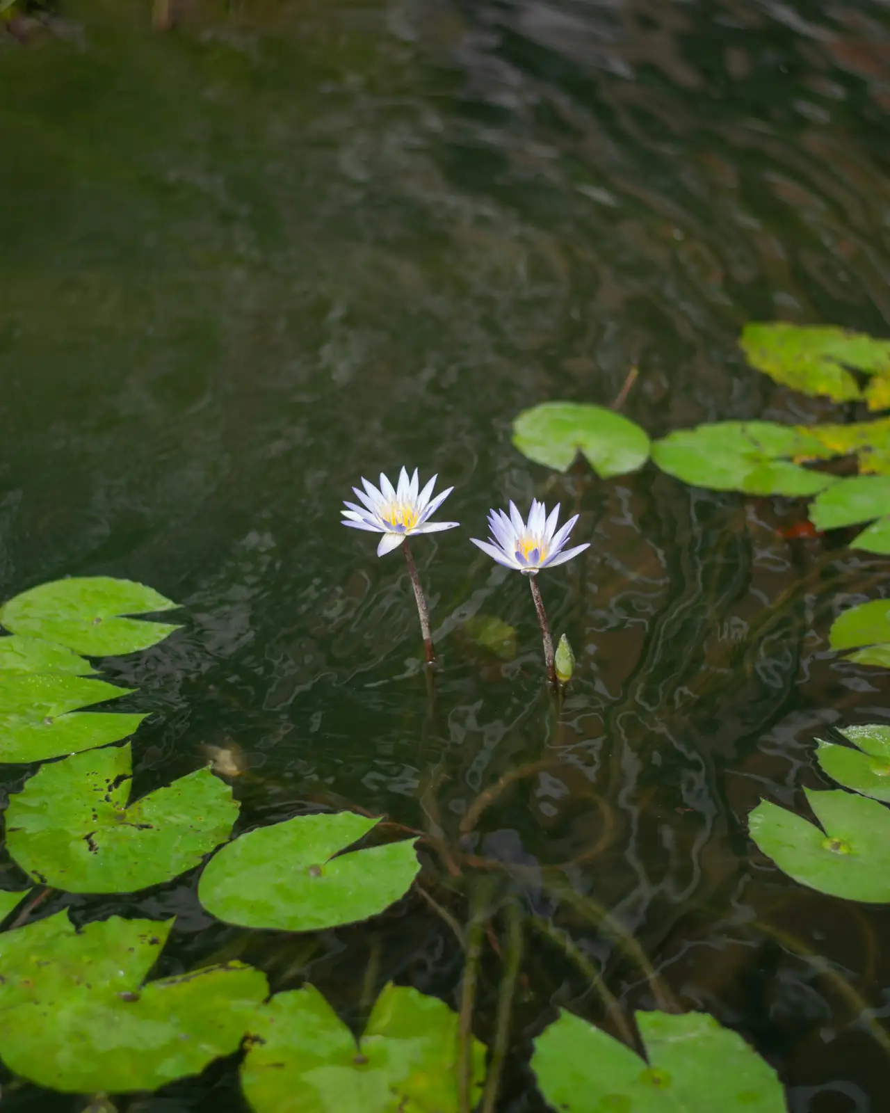 water lily pruning spent flower