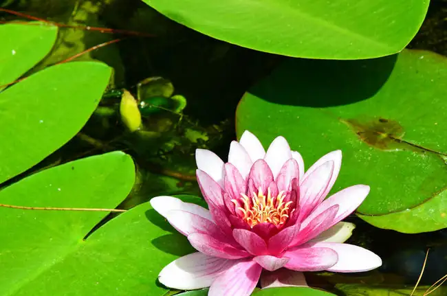 water lily leaves close-up