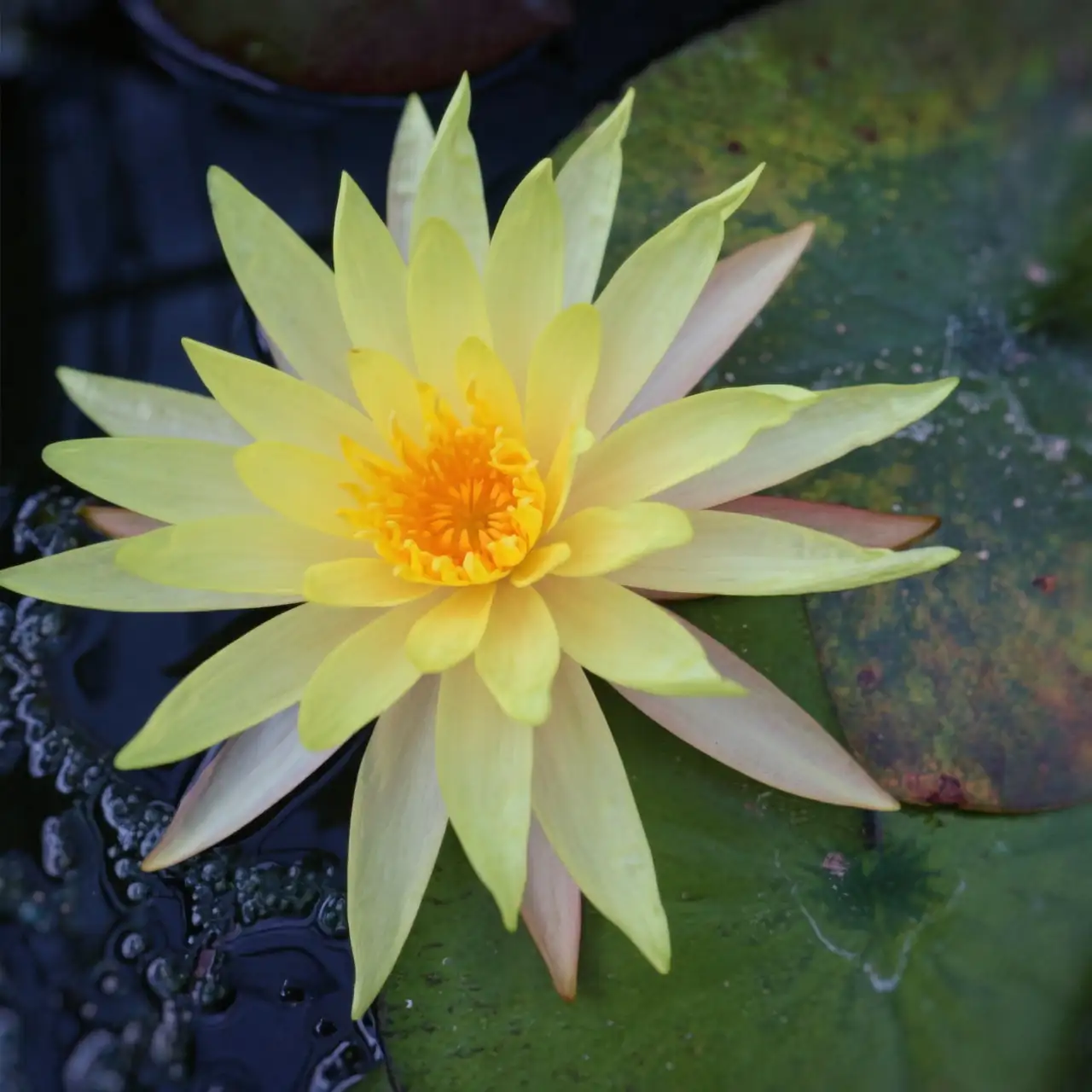 hardy water lily winter pond