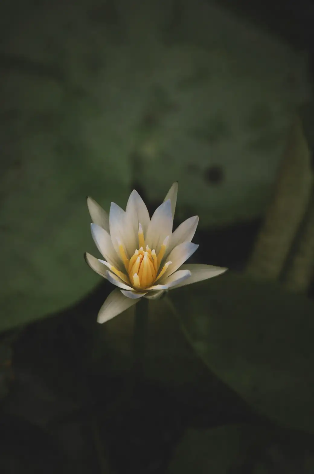 water lily tuber storage sand