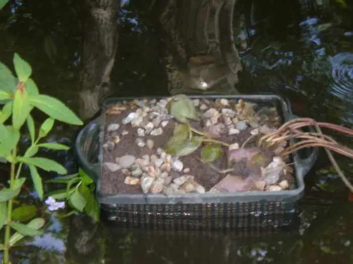 water lily shallow pot planting