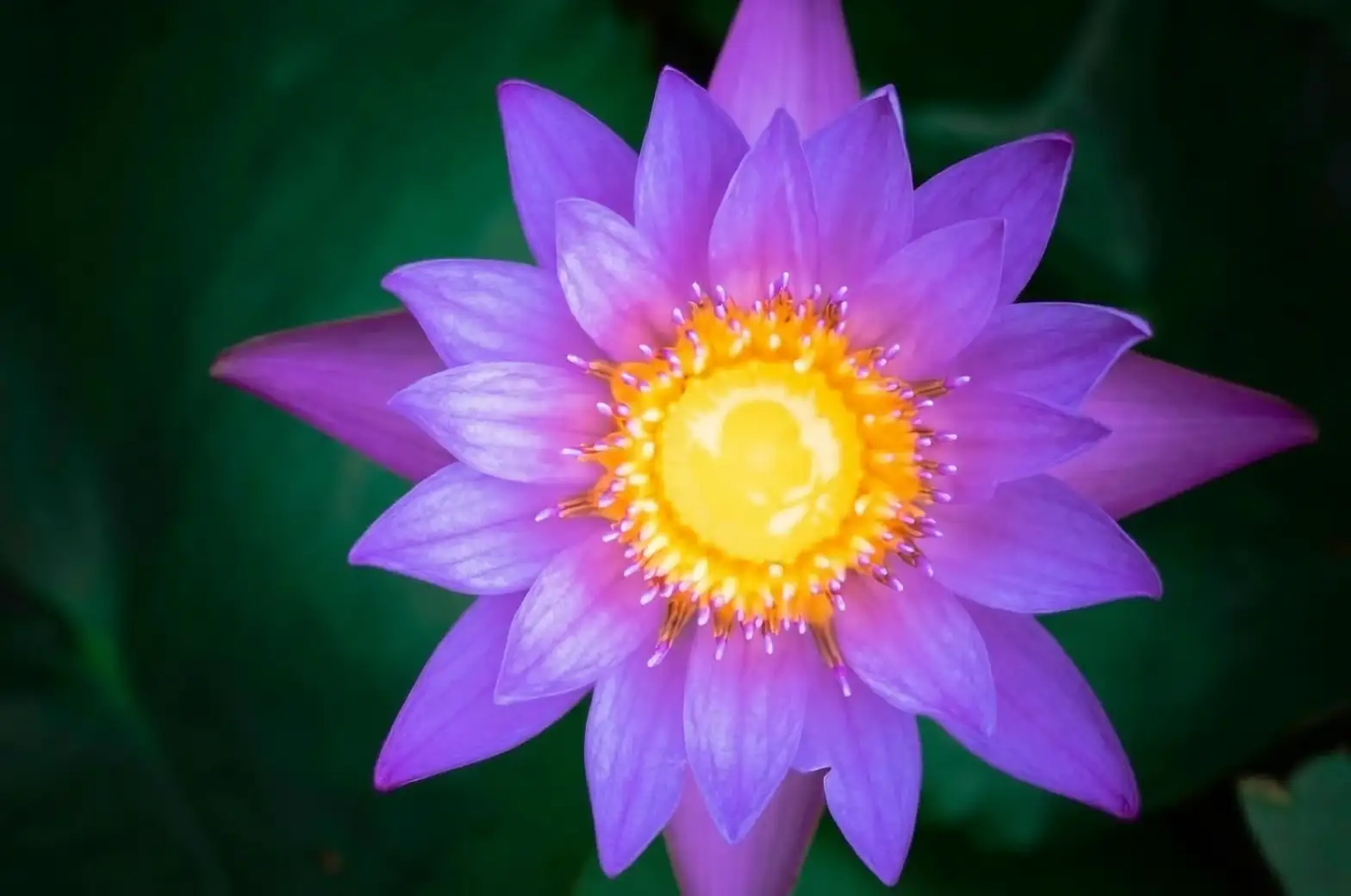 night-blooming water lily dusk close-up