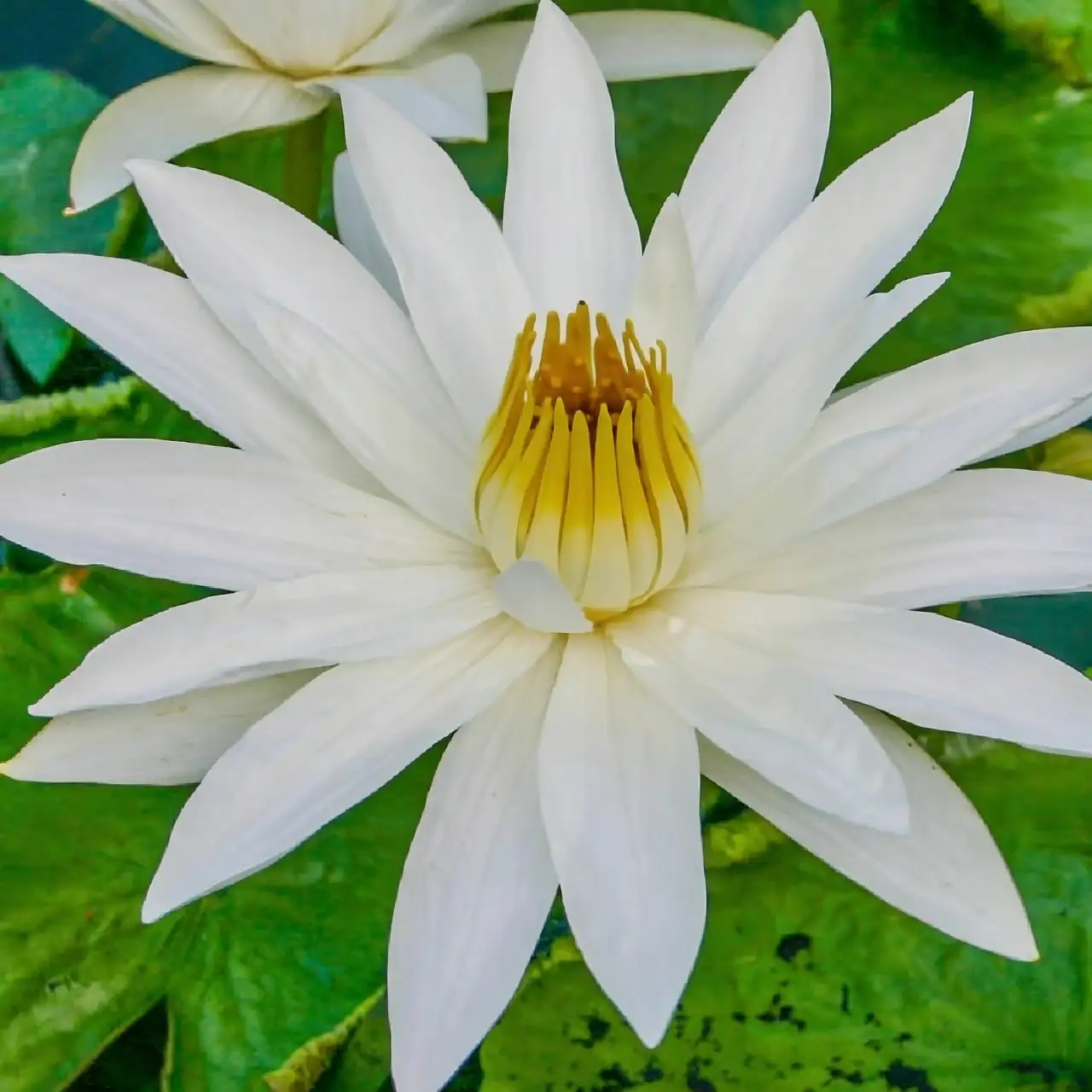 tropical water lily night lighting