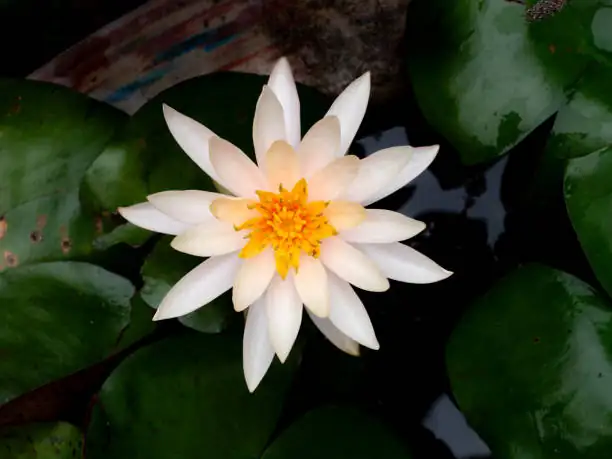 tropical water lily container setup