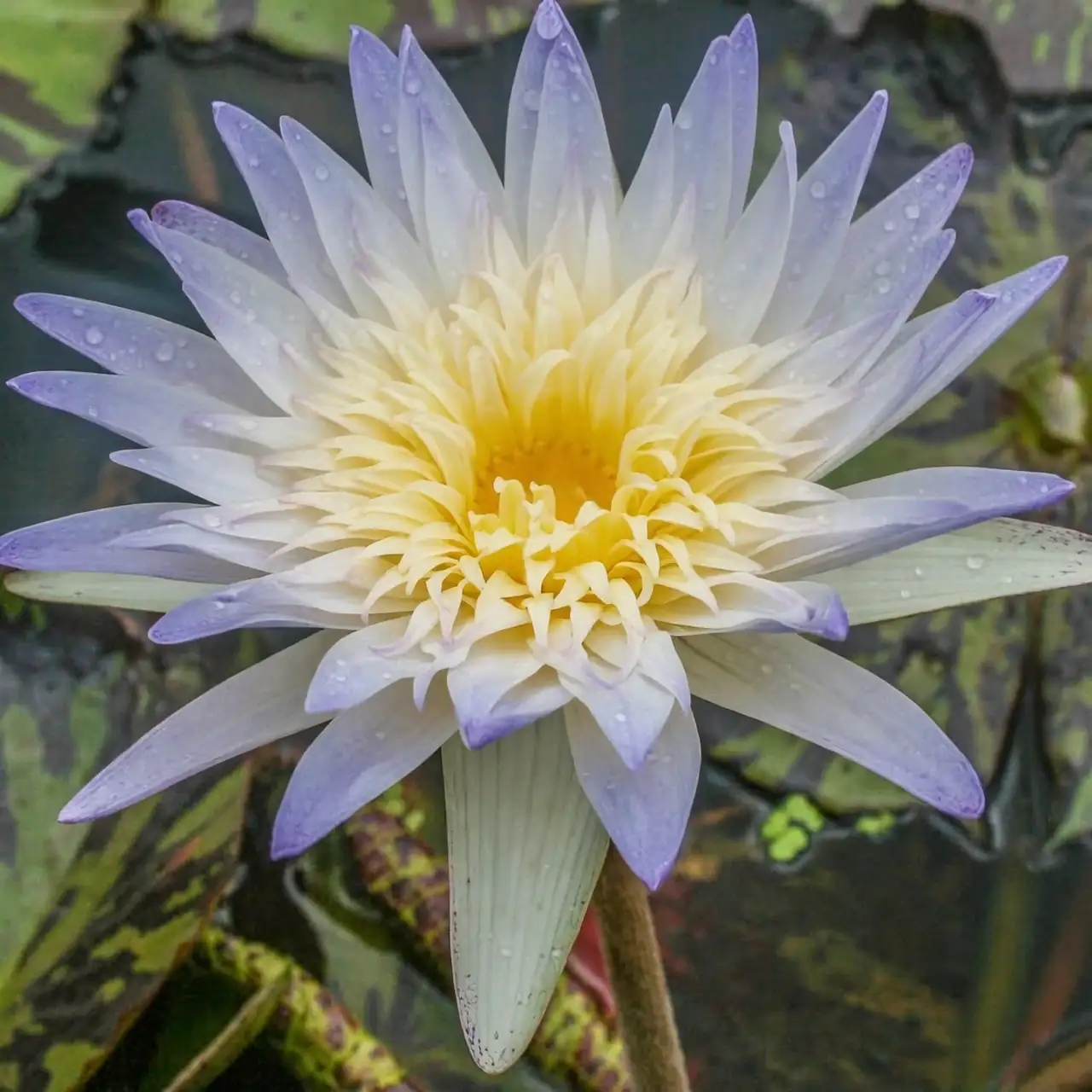 tropical water lily flower above water