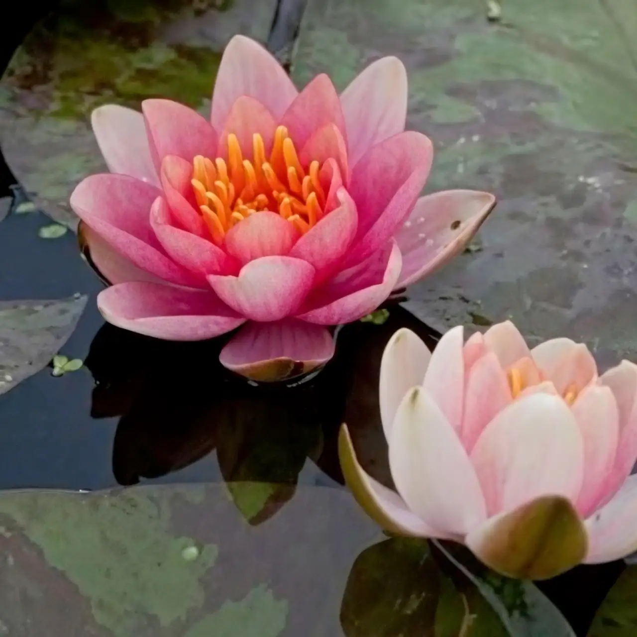 water lily small garden pond