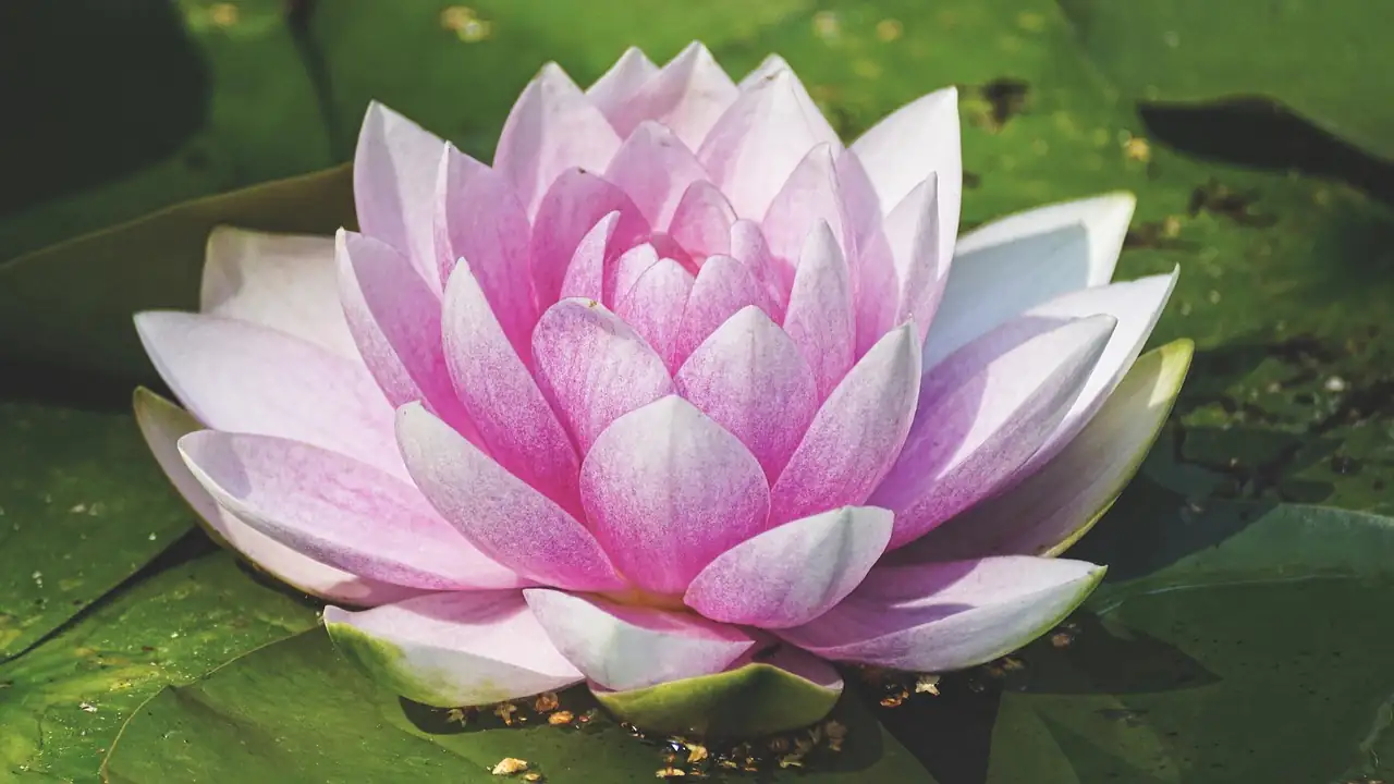 water lily fertilizing tablet hands